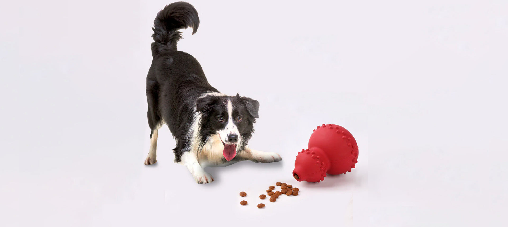 Border Collie with rubber toy